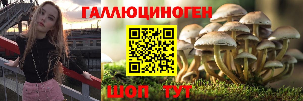 Псилоцибиновые грибы мицелий Егорьевск